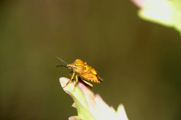 Leaf beetle — Stock Photo, Image