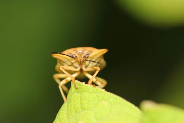 Escarabajo de la hoja — Foto de Stock