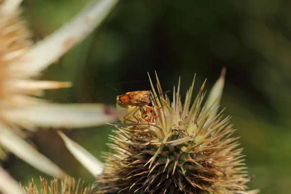 Leaf beetle — Stock Photo, Image