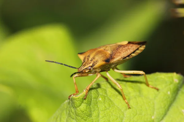 叶甲虫 — 图库照片