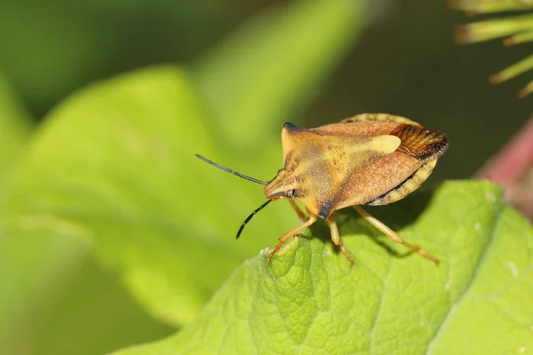 Leaf skalbagge — Stockfoto