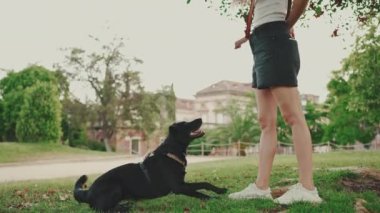 Kız parkta evcil hayvanıyla oynuyor. Onu eğitir, köpeği uzanır sonra zıplar ve lezzetli bir ziyafet çeker.