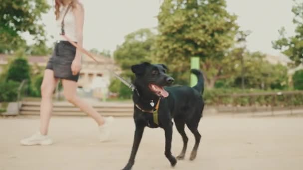 Menina Caminha Longo Caminho Parque Com Cão — Vídeo de Stock