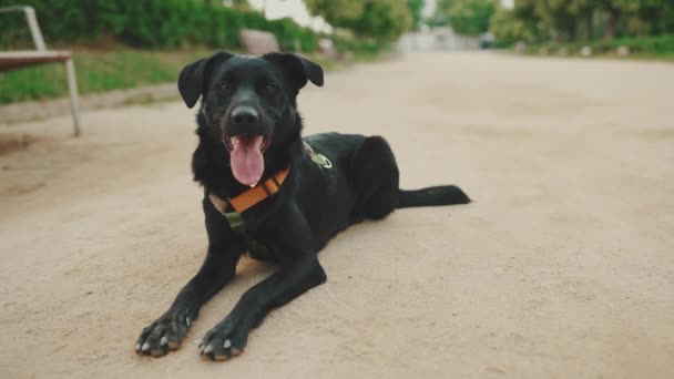 Μαύρο Σκυλί Βρίσκεται Αναπαύεται Στο Μονοπάτι Στο Πάρκο — Αρχείο Βίντεο