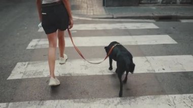 Kız siyah köpeğiyle yaya geçidinde karşıdan karşıya geçiyor. Sadece yürüyen kızın bacakları. arka plan