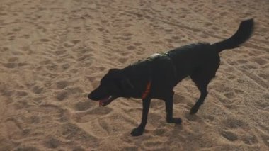 Siyah köpek kumsalda yürüyor.