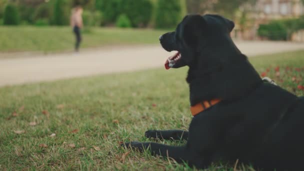 Detailní Záběr Černého Psa Ležícího Trávě Parku Jak Vstává Běží — Stock video