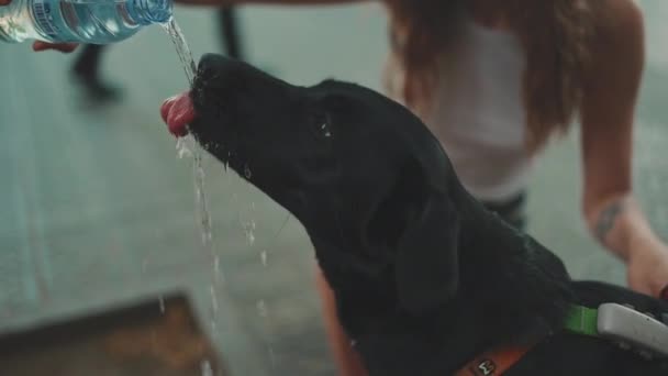 Zbliżenie Czarnego Psa Pijącego Wodę Plastikowej Butelki Dziewczyna Daje Drinka — Wideo stockowe
