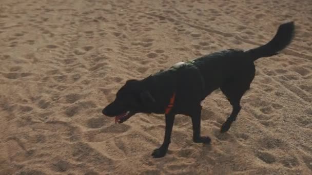 Zwarte Hond Loopt Het Zand Het Strand — Stockvideo
