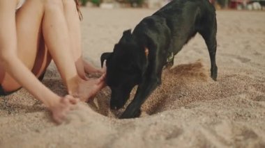 Kız siyah köpekle kumda oturuyor. Köpek kum kazıyor.