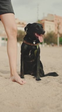 Kara köpek, modern bina arka planında kumsalda, kızın yanında oturur.