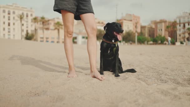黒犬は現代的な建物の背景にビーチで砂の上の女の子の隣に座っている — ストック動画