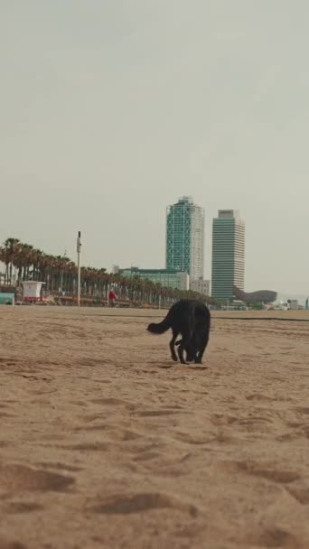 Vertical Video Μαύρος Σκύλος Περπατά Στην Άμμο Της Παραλίας Στο — Αρχείο Βίντεο