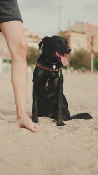 Vertical Video Μαύρο Σκυλί Κάθεται Δίπλα Κορίτσι Στην Άμμο Στην — Αρχείο Βίντεο