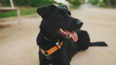 Siyah köpek parkta dinleniyor.