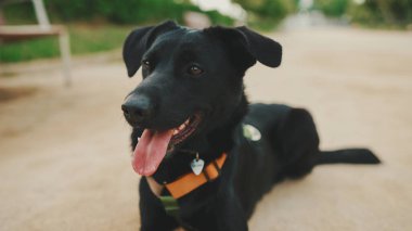 Siyah köpek parkta dinleniyor.