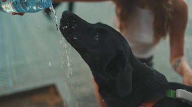 Plastik şişeden su içen siyah köpeğe yakın plan. Kız plastik şişeden köpeğe su veriyor.