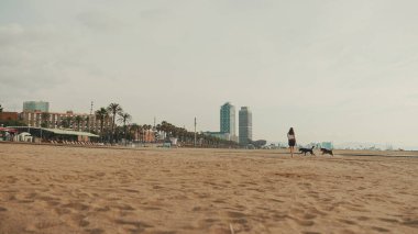 Öğle yemeği vakti. Şirin kız kumsalda evcil hayvanlı sandviçiyle oturuyor. Kız köpeğine sandviçle davranıyor. Modern şehir arka planında sahilde öğle yemeği.