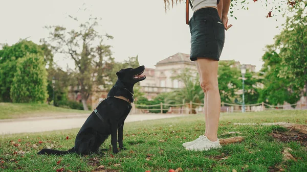 Cute girl with black dog is resting under tree on the lawn. Happy dog rejoices being on walk in the outdoor. Animal training outdoors.