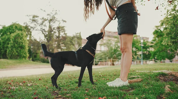 Nettes Mädchen Mit Schwarzem Hund Ruht Unter Einem Baum Auf — Stockfoto