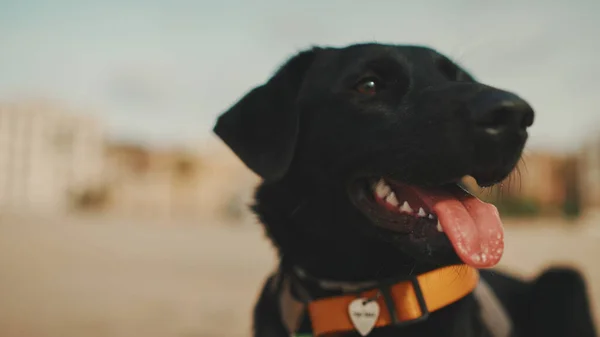 Close-up of dog\'s muzzle. Dog lies on sandy beath