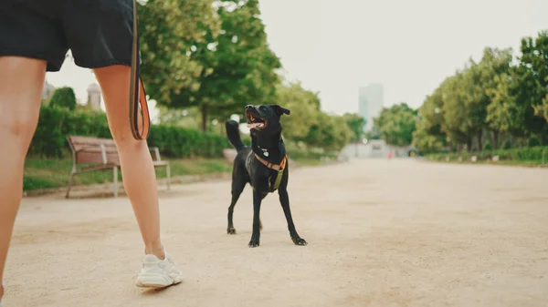 Menina Caminha Longo Caminho Parque Com Cão Volta — Fotografia de Stock