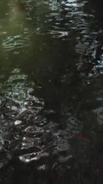 VERTICAL VIDEO: School of koi fish swims under surface of the water in pond, top view