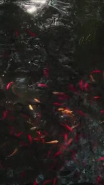 VERTICAL VIDEO: School of koi fish swims under surface of the water in pond, top view