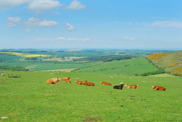 Northumberland cattle and landscape near Belford, Wooler — Stock Photo, Image