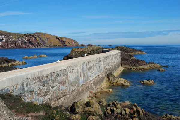 Pier, meeuwen, kliffen en kust bij st. abbs, berwickshire