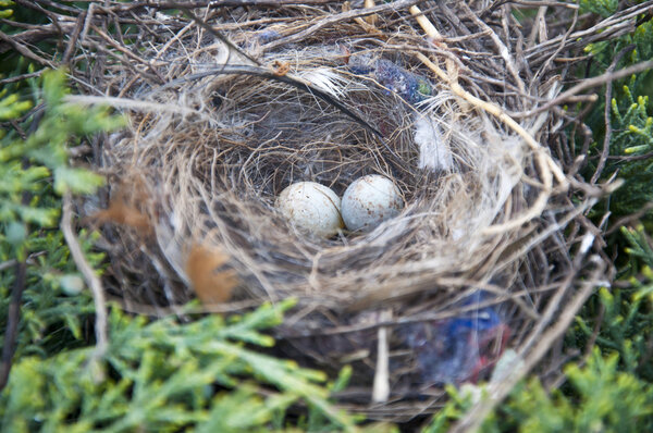 Bird nest