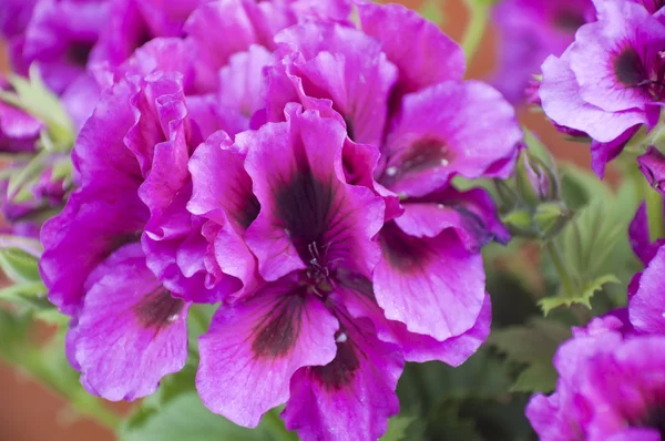 Pélargonium violet — Photo