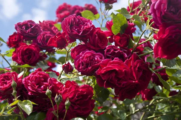 Red roses on a shrub — Stock Photo, Image