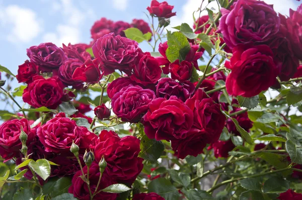 Red roses on a shrub — Stock Photo, Image