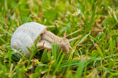Taze çimenlerde yürüyen bir salyangozun yakın çekimi.