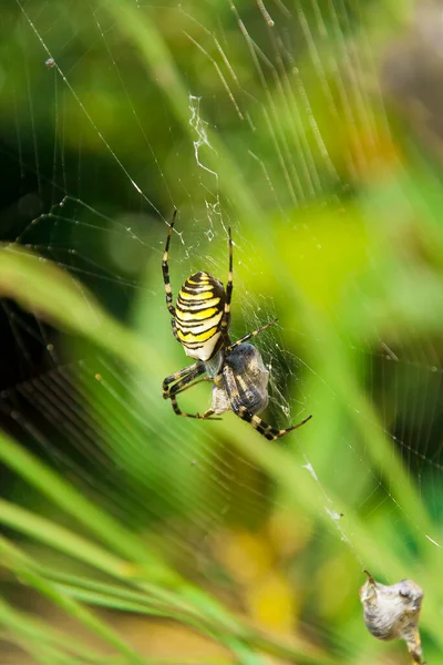 Close Tiro Uma Aranha Argiope Bruennichi Sentado Uma Teia — Fotografia de Stock