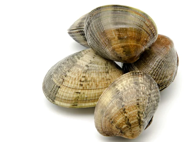 Several clams — Stock Photo, Image