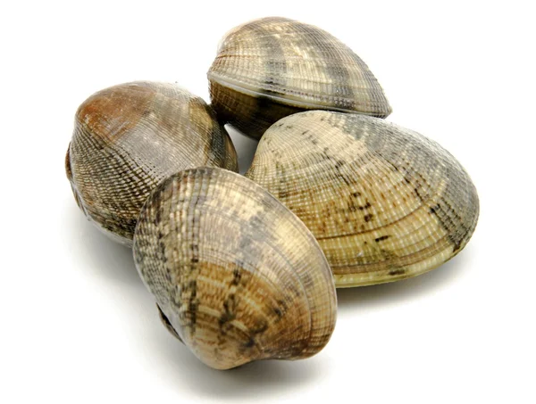 Several clams — Stock Photo, Image