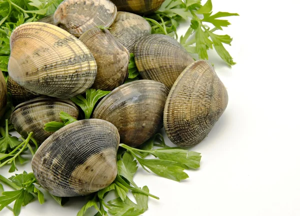 Clams with parsley leaves — Stock Photo, Image