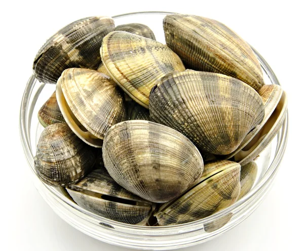 Several clams — Stock Photo, Image