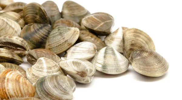 Fresh clams — Stock Photo, Image