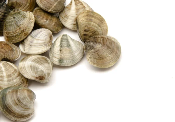 Fresh clams — Stock Photo, Image
