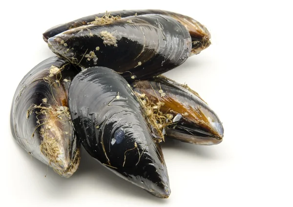 Mussels in the shell — Stock Photo, Image