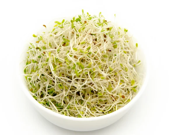 Alfalfa in a bowl — Stock Photo, Image