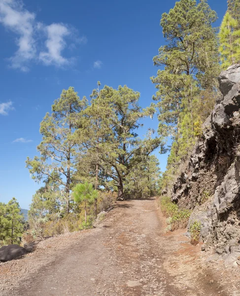 Path in the forest — Stock Photo, Image