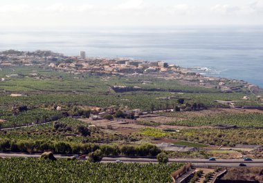 muz bahçeleri