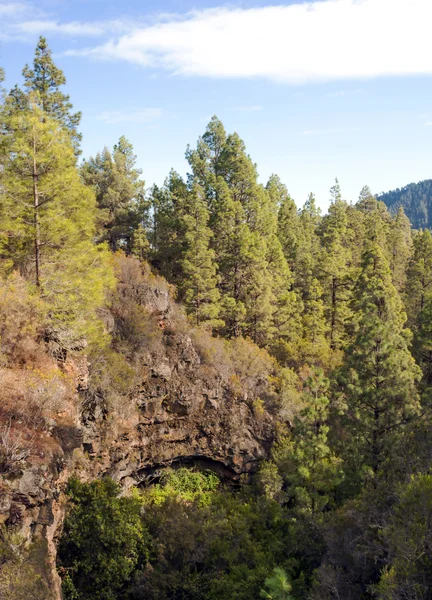 Pines around the mountain — Stock Photo, Image