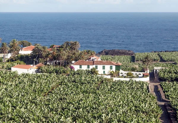 Plantación de plátanos — Foto de Stock