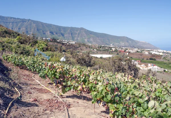 Viñedos de uva — Foto de Stock