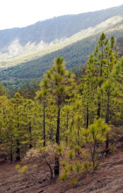 çam Dağı çevresinde